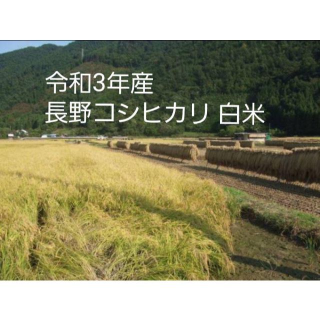 食品/飲料/酒令和3年産 長野コシヒカリ白米30㎏（10㎏×3）精米したてをお届け‼