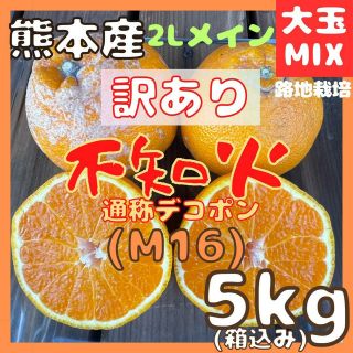 限定1箱 不知火 訳あり M16 大玉MIX5kg(デコポン)(フルーツ)