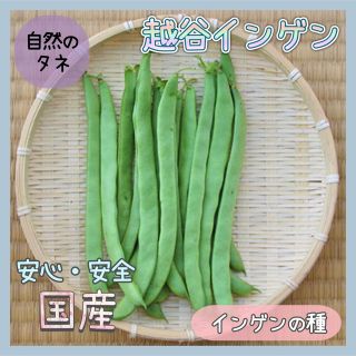 【国内育成・採取】 越谷インゲン 家庭菜園 種 タネ インゲン 野菜(野菜)