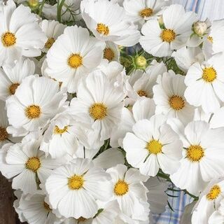 【花の種】コスモス　アフタヌーンホワイト　３０粒　大輪純白の秋桜(プランター)