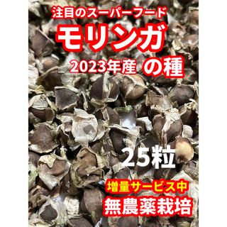 モリンガの種【25粒】安心の無農薬栽培(野菜)