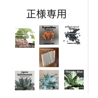 【正様専用】 各種種子&ラベルセット(その他)