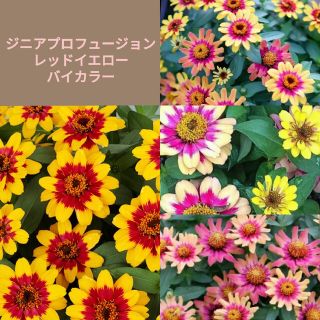 育て方付き❀カラフルに色が変わる*ジニアレッドイエローバイカラー*花の種(その他)