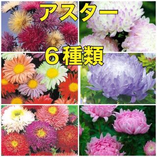 花の種 ⚠️珍しい⚠️アスター種 6種類 花種 種子(その他)