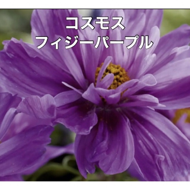 花の種 ⚠️珍しい コスモス  種 5種類Ｃ⚠️袋分けしてます♡花種  種子 ハンドメイドのフラワー/ガーデン(その他)の商品写真