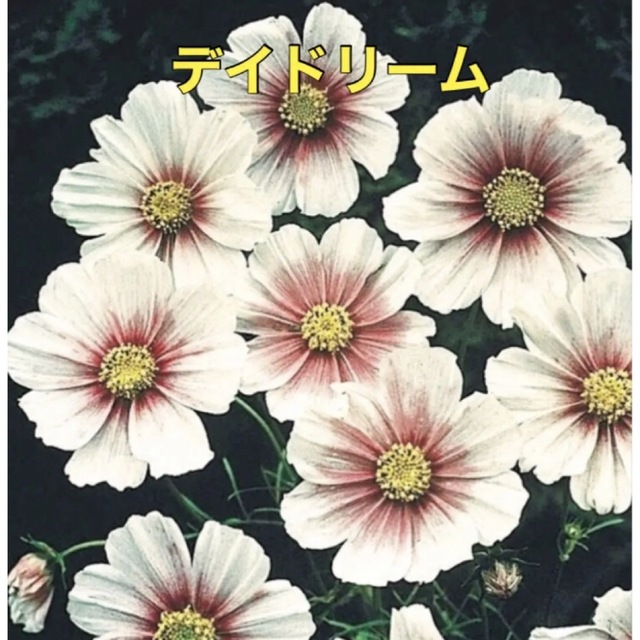 花の種 ⚠️珍しい コスモス  種 5種類Ｃ⚠️袋分けしてます♡花種  種子 ハンドメイドのフラワー/ガーデン(その他)の商品写真