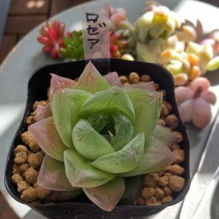 よーこ様専用   多肉植物(その他)