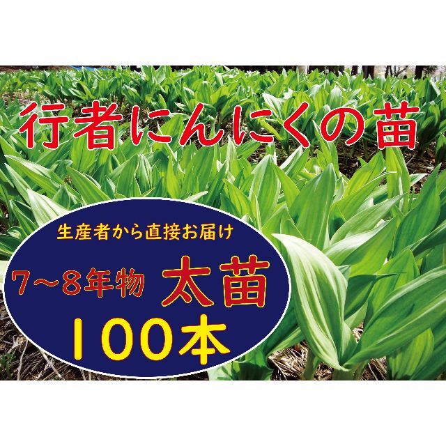 通信販売 行者ニンニク 7～8年物太苗10本 日々成長中