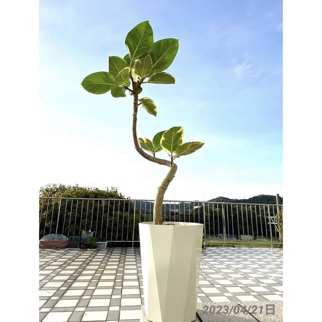 現品一点 フィカスアルテシマ 曲がり 美形 観葉植物 4/21日撮影 鉢ごと