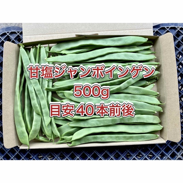 【鹿児島産】甘塩ジャンボインゲン箱込み500g^_^ 食品/飲料/酒の食品(野菜)の商品写真