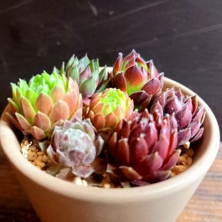 ✼多肉植物✼ちまちま寄せ植え根付き苗(๑’ᵕ’๑)(その他)