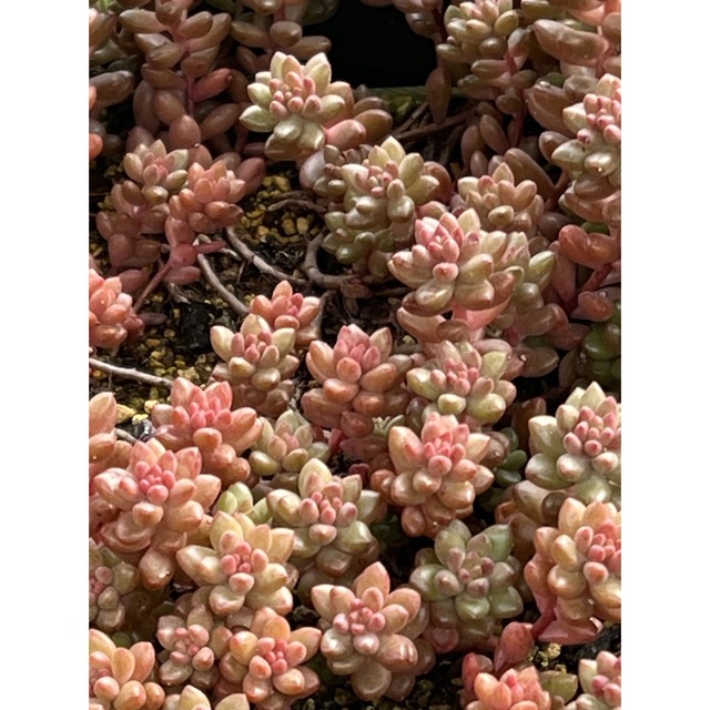 多肉植物　ホワイトストーンクロプ　20コ ハンドメイドのフラワー/ガーデン(その他)の商品写真