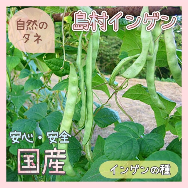 【国内育成・採取】 島村インゲン 家庭菜園 種 タネ インゲン 野菜 食品/飲料/酒の食品(野菜)の商品写真