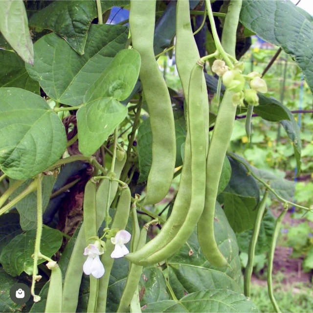 【国内育成・採取】 島村インゲン 家庭菜園 種 タネ インゲン 野菜 食品/飲料/酒の食品(野菜)の商品写真