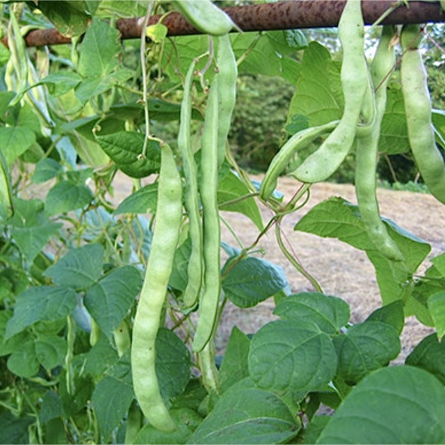 【国内育成・採取】 島村インゲン 家庭菜園 種 タネ インゲン 野菜 食品/飲料/酒の食品(野菜)の商品写真