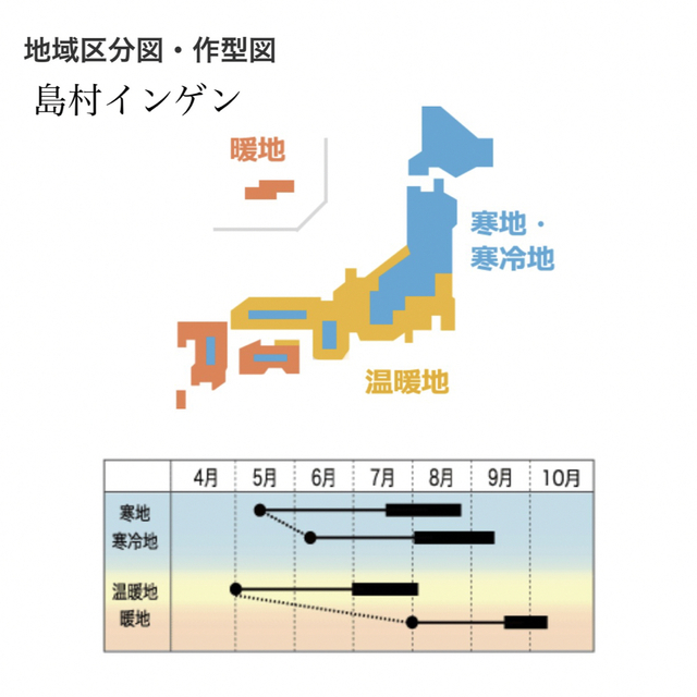 【国内育成・採取】 島村インゲン 家庭菜園 種 タネ インゲン 野菜 食品/飲料/酒の食品(野菜)の商品写真