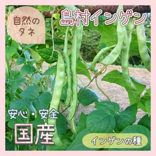 【国内育成・採取】 島村インゲン 家庭菜園 種 タネ インゲン 野菜(野菜)