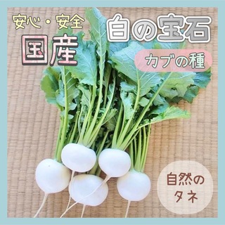 【国内育成・採取】 白の宝石 家庭菜園 種 タネ カブ 野菜(野菜)