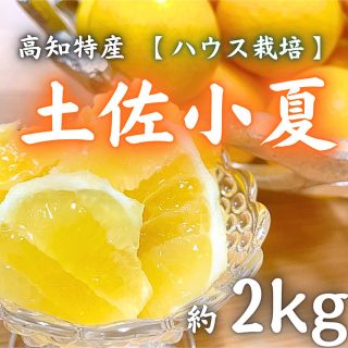 10高知特産 ハウス土佐小夏 サイズおまかせ 約2kg 日向夏(フルーツ)