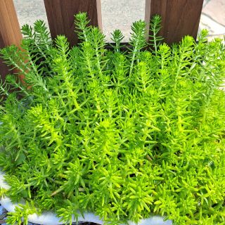 セダム 多肉植物 ゴールドビューティー(その他)