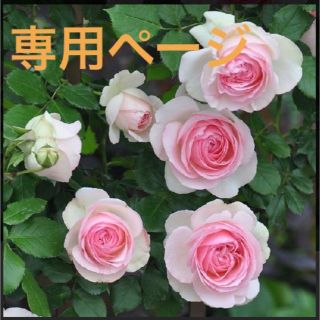 フラワーリーヌ 様  専用 ピエールドゥロンサール 薔薇   挿し穂  ３本(プランター)