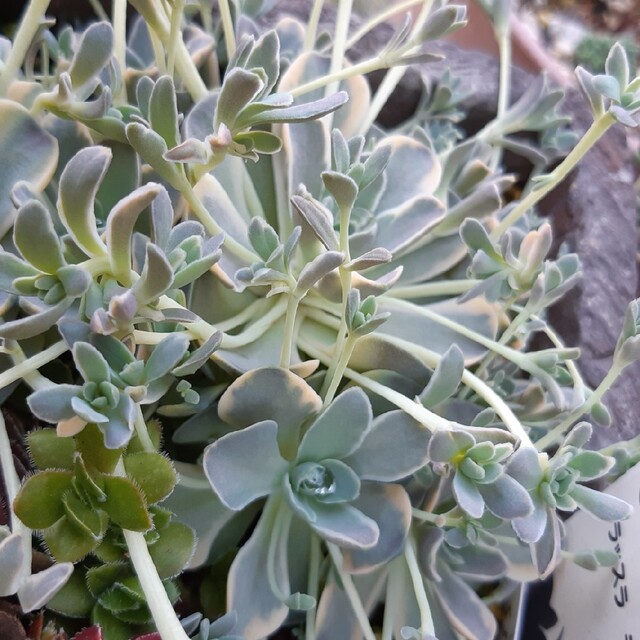 子持ち蓮華錦　セダム　ミセバヤ ハンドメイドのフラワー/ガーデン(プランター)の商品写真