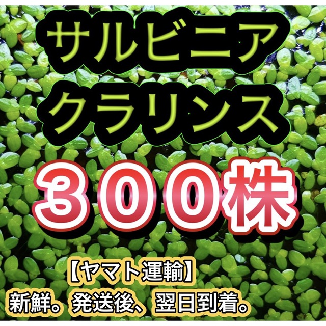 サルビニアクラリンス300株 浮草 水草 ビオトープ メダカ めだかの通販 by AQUARIUM BASE Tokyo.｜ラクマ