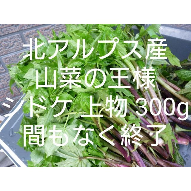 シドケ 上物300g モミジガサ　信州 北アルプス産　天然　山菜 食品/飲料/酒の食品(野菜)の商品写真