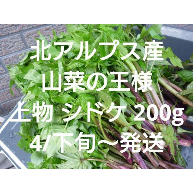 シドケ 200g 上物 モミジガサ　信州 北アルプス産　天然　山菜 食品/飲料/酒の食品(野菜)の商品写真