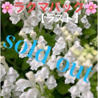 🌸sold out🌸《タツナミソウ苗　白　３号ポット分複数株植え　根ガッチリ》(その他)