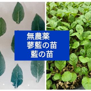 週末発送　無農薬　蓼藍苗　タデアイ苗20本　藍の苗(プランター)