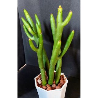 ユーフォルビア・セドロルム(観葉植物)(その他)