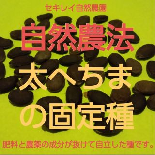 太へちまの固定種　自然農法(野菜)