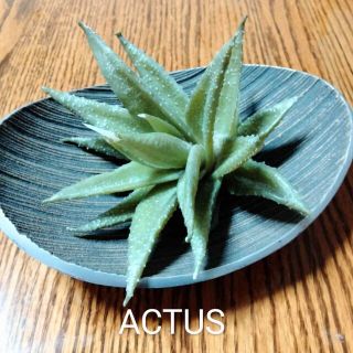 アクタス(ACTUS)の◆ACTUS　アクタス　おしゃれトレー　フェイク多肉植物つき◆(小物入れ)