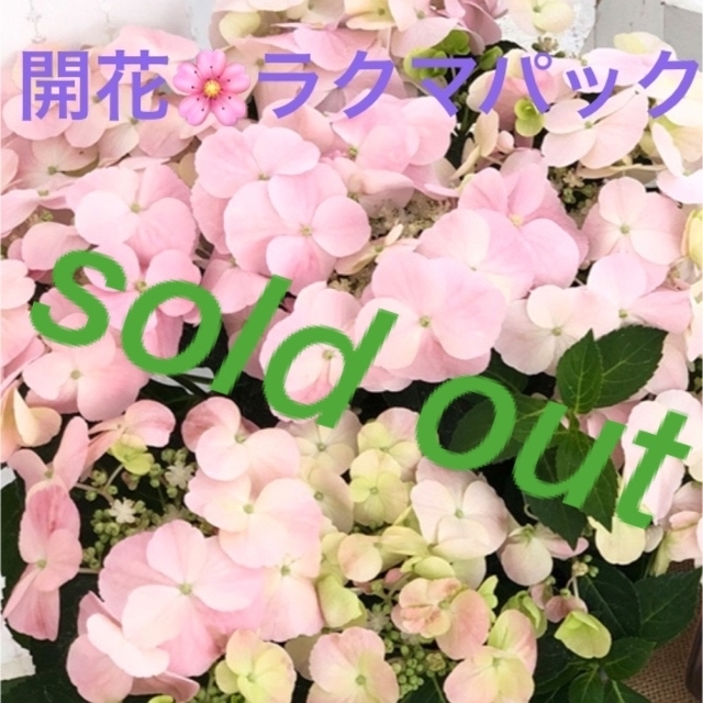 ????sold out????《アジサイ苗　紫陽花　フレンチボレロ》⭐︎ラクマパック⭐︎