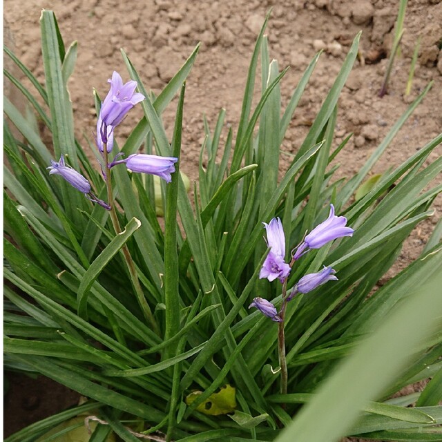 無農薬  シラーカンパニュラータ 紫 ハンドメイドのフラワー/ガーデン(プランター)の商品写真