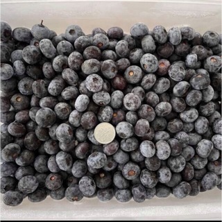 北海道産 完熟ブルーベリー 無農薬 1kg 送料込 フルーツ ふるさと 果物(フルーツ)