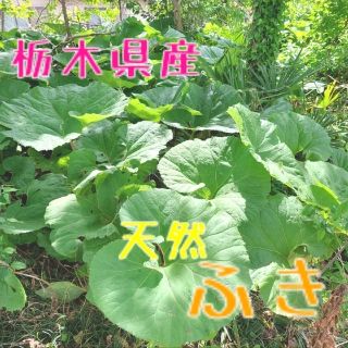 栃木県産　天然ふき(野菜)