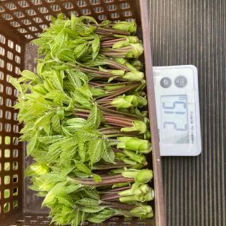 コシアブラ　200g(野菜)