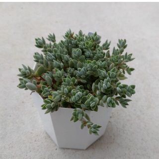 多肉植物 セダム レモータ(抜き苗・全部)(その他)