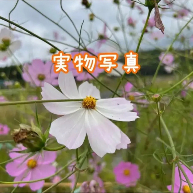コスモス 5袋 センセーション 秋桜  種 たね タネ 一年草 ハンドメイドのフラワー/ガーデン(プランター)の商品写真