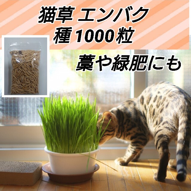 猫草 エンバク 種1000粒以上 ハンドメイドのフラワー/ガーデン(プランター)の商品写真