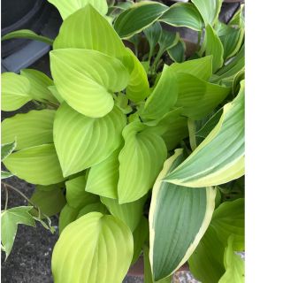 ギボウシ　ホスタ　抜き苗1本　ライム(その他)
