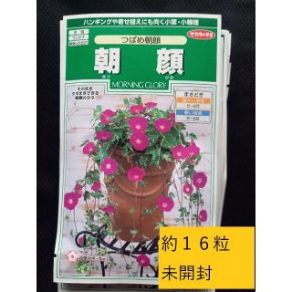 ＜花の種＞約１６粒　つばめ朝顔　1ｍｌ　アサガオ（イポメア）　あんどん仕立て(プランター)