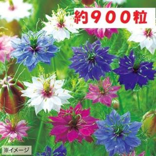 【花の種】ニゲラ　ペルシャンジュエル　５ｍｌ　約９００粒　くろたねそう(プランター)