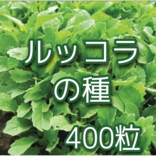 ルッコラの種400粒(その他)