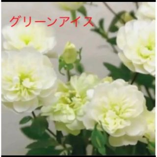 バラ苗⭐︎グリーンアイス　1苗(プランター)