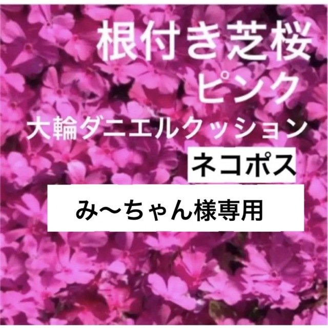 ①A☆シッカリ根付き芝桜☆初心者向け ☆濃いピンク☆ ハンドメイドのフラワー/ガーデン(プランター)の商品写真