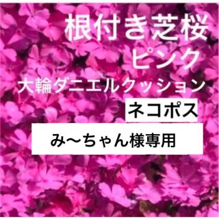 ①A☆シッカリ根付き芝桜☆初心者向け ☆濃いピンク☆(プランター)