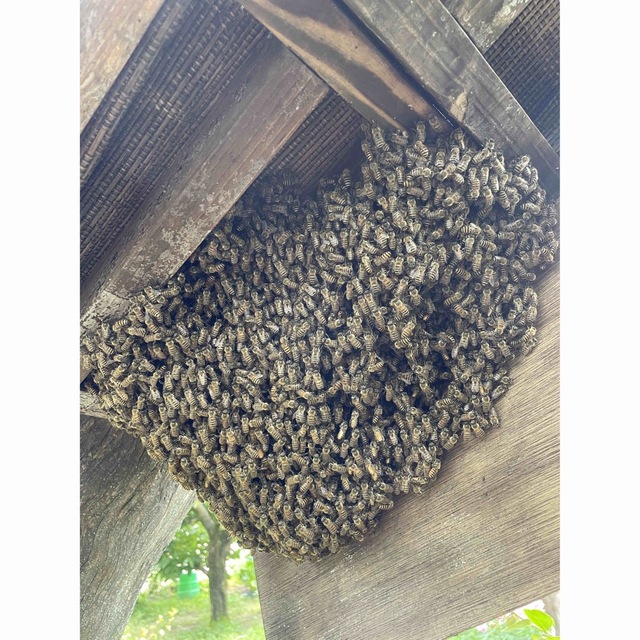 日本蜜蜂誘引液 ミツバチ ルアー 分蜂 養蜂 蜜蝋 誘引剤 ...